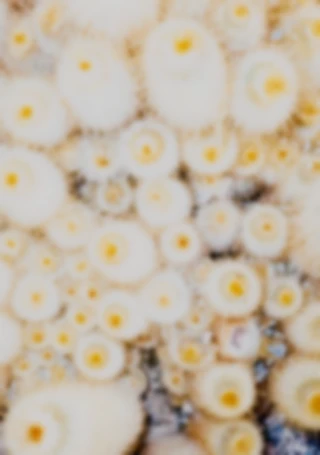 Maria Bayer — Diary