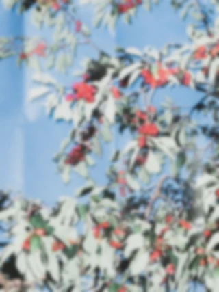 Maria Bayer — Die Gleichheit der Tage / Kirschbaum